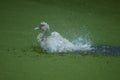 White duck swim Royalty Free Stock Photo