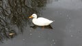 White duck swimming in dirty water.