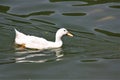 A white duck swiming in the Lake Garden Royalty Free Stock Photo