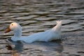 White duck swimming at the park Royalty Free Stock Photo