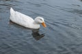 White duck swimming in pond Royalty Free Stock Photo