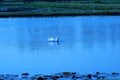 A white duck swimming in a pond