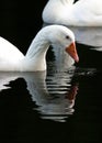 White duck swimming in river with reflection in water Royalty Free Stock Photo