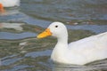White Duck swimming in the river Royalty Free Stock Photo