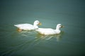 White duck swimming on a still calm lake at sunset