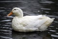 A white duck swimming on the water Royalty Free Stock Photo