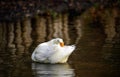 A white duck swimming on the water preening its tail feathers Royalty Free Stock Photo