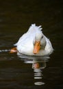 A white duck swimming on the water with reflection Royalty Free Stock Photo