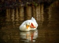 A white duck swimming on the water and scratching its head with its foot Royalty Free Stock Photo