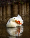 A white duck swimming on the water and touching its beak with its foot Royalty Free Stock Photo