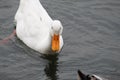 White Duck swimming on water under daylight. Royalty Free Stock Photo