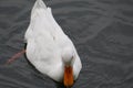 White Duck swimming on water under daylight. Royalty Free Stock Photo