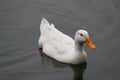 White Duck swimming on water under daylight.