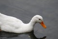 White Duck swimming on water under daylight. Royalty Free Stock Photo