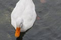 White Duck swimming on water under daylight.