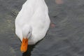 White Duck swimming on water under daylight. Royalty Free Stock Photo