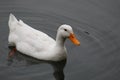 White Duck swimming on water under daylight. Royalty Free Stock Photo