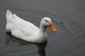 White Duck swimming on water under daylight.