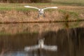 White duck about to land in the water with own reflexion in the water Royalty Free Stock Photo