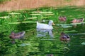 White duck swims together with gray ducks on the lake Royalty Free Stock Photo