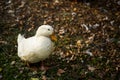 White duck on the ground Royalty Free Stock Photo