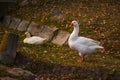 White duck on the ground Royalty Free Stock Photo