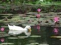 White Duck in Water Lily Pond Royalty Free Stock Photo