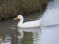 White duck in the water Royalty Free Stock Photo