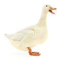 White duck on white. Royalty Free Stock Photo