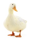 White duck on white. Royalty Free Stock Photo