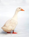 White duck on the white snow