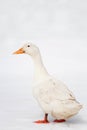 White duck on the white snow Royalty Free Stock Photo