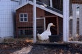 White Duck in Wooden Fence on Farm Royalty Free Stock Photo