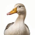 Eye-catching Minimal Retouching: Detailed Close-up Of A Large Duck Royalty Free Stock Photo