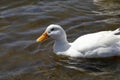 California Wildlife Series - American Pekin Duck or Long Island Duck - Lake Murray Community Park Royalty Free Stock Photo