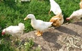 A white duck with yellow paws standing on a large stone in the courtyard of a private farm