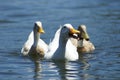 White Ducks Royalty Free Stock Photo