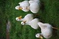 White Ducks Royalty Free Stock Photo