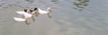 4 white ducks and a black duck swimming in a lake