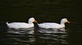 White Ducks on Black pond Royalty Free Stock Photo