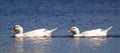 White ducks. Royalty Free Stock Photo