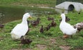 White Ducks and Brown ducklings walking in the grass Royalty Free Stock Photo