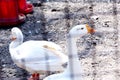 White ducks in cage Royalty Free Stock Photo