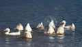 White ducks dive in the blue lake paws up Royalty Free Stock Photo