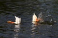 white ducks dived into the water with a splash Royalty Free Stock Photo