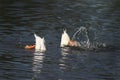White ducks dived into the water with a splash Royalty Free Stock Photo