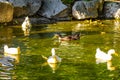 White ducks Duck geese swimming in green park pond Greece