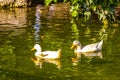 White ducks Duck geese swimming in green park pond Greece