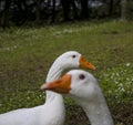 White Ducks expression at city Park Porto Royalty Free Stock Photo