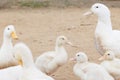 white ducks on farm graze in herd, cute pets birds. taking care of cattle in backyard.